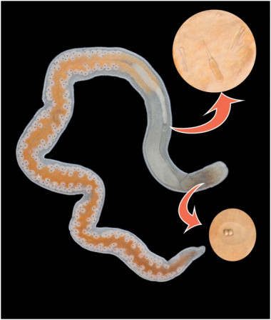 <p><em>Ototyphlonemertes duplex, </em>mostrando su estilete y las piedras de su cabeza. / Alfonso Herrera.</p>