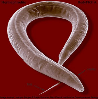 <p>El gusano <em>Caenorhabditis elegans</em>. Imagen: Wormatlas.</p>