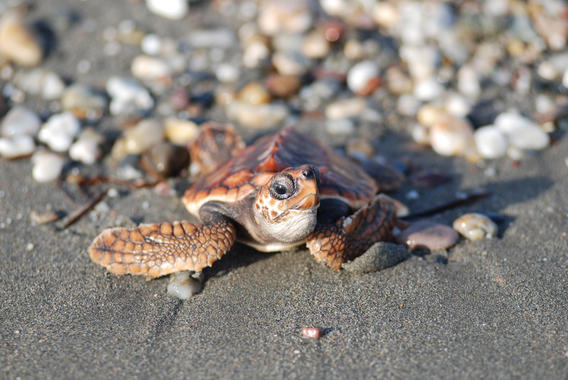 <p>Cría de tortuga boba (<em>Caretta caretta</em>).<a href="http://www.agenciasinc.es/esl/imagenes/inicio/(imagen)/74303" target="_blank"> Foto</a>: CSIC.</p>