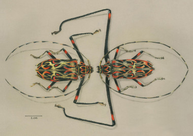 <p>Escarabajo arlequín (<em>Acrocinus longimanus</em>) hembra y macho, ilustración ganadora de Jorge Ignacio Mesa Álvarez (Colombia)./ Il·lustraciència-ACCC</p>
