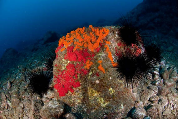 <p>Erizos de lima (<em>Diadema antillarum</em>) en fondo rocoso con esponjas. <a href="http://www.agenciasinc.es/esl/imagenes/inicio/(imagen)/77596" target="_self">Foto:</a> Carlos Suarez / Oceana.</p>