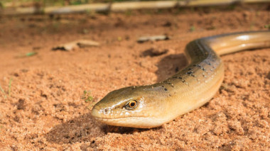 <p>Los restos fósiles del lagarto encontrado en Murcia corresponden a un animal que tendría un aspecto similar a este lagarto llamado <em>Ophisaurus koellikeri </em>y que vive en la actualidad en Marruecos. / Antonio Gómez Mercader</p>