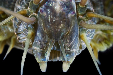 <p>La mandíbula del <em>Nereis virens</em> tiene una textura similar a la gelatina, pero si el medio cambia puede adoptar la dureza de la dentina o los huesos humanos. / Alexander Semenov / Wikimedia Commons</p>