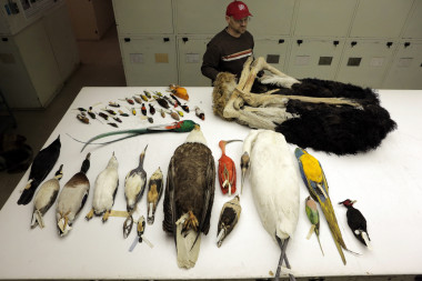 <p>Algunas de las especies de aves analizadas para el estudio genómico comparativo descansan en una mesa en el Museo Nacional de Historia Natural en Washington, DC. / AAAS-Carla Schaffer</p>