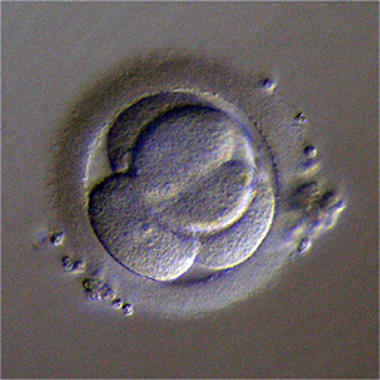 <p>Primeras fases del embrión. Imagen: Morales et al.</p>