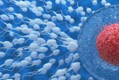 <p>Un espermatozoide para unirse a un óvulo y fecundarlo tiene que reconocer específicamente la matriz que le rodea, conocida como zona pelúcida. / Fotolia</p>