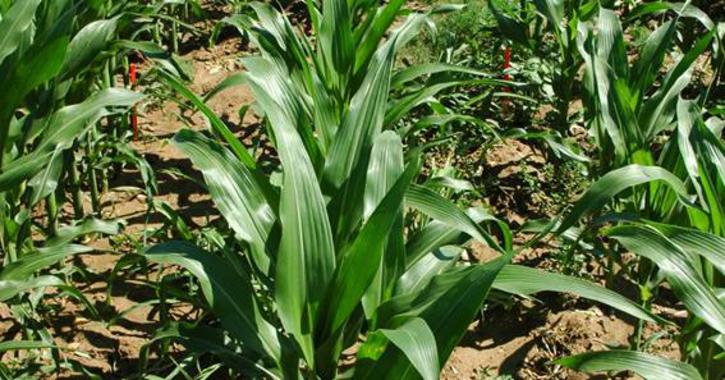 <p>El suministro y la demanda de agua en los sistemas agrícolas pueden verse afectados por el cambio climático / CSIC</p>