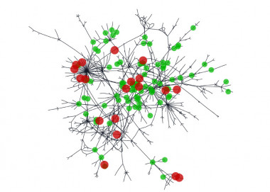 <p>Reconstrucción de la red metabólica humana, donde los círculos indican los metabolitos alterados después de ingerir un extracto de hierbas. Los verdes y rojos señalan, respectivamente, si su concentración ha subido o bajado. Los grises son metabolitos cuya concentración no ha variado. Se observa que la alteración afecta a toda la red (no está localizada). / URV</p>