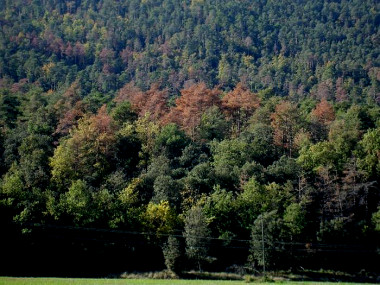<p>Episodio de sequía en bosques mediterráneos. / CTFC</p>