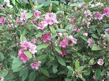 <p/>Rhodomyrtus tormentosa” /><span style=