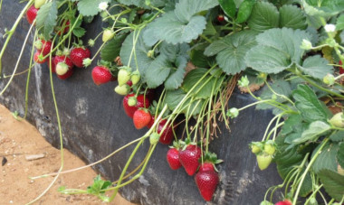 <p>El biofertilizante se ha probado en cultivos de Huelva. / Raúl Rivas</p>
