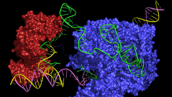 <p>El prime editor une dos enzimas, Cas9 (azul) y transcriptasa inversa (roja), a un ARN guía (verde) que lleva el complejo a un lugar específico en la doble hélice del ADN (amarillo y púrpura) y también contiene el código para la inserción de ADN nuevo en ese punto / Peyton Randolph</p>
