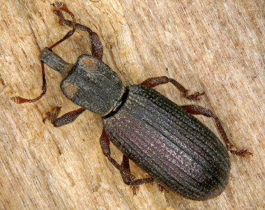 <p>Ejemplar de la nueva especie de coleóptero <em>Oromia thoracica. / </em>Heriberto López</p>