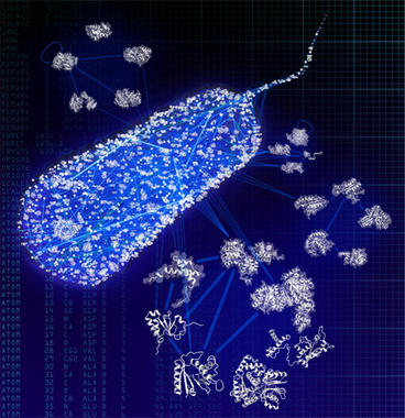 <p>Los investigadores del IRB han realizado los análisis bioinformáticos y estructurales para configurar el primer mapa del interactoma (interacciones proteína proteína) de la bacteria <em>Escherichia coli</em>. / Roberto Mosca</p>