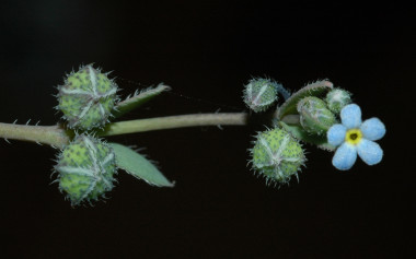 <p>‘Gyrocaryum oppositifolium’ (nomevés), la planta más antigua de la península ibérica. / CSIC</p>