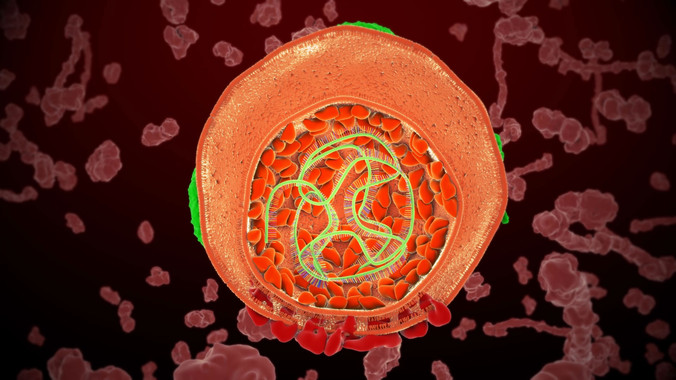 <p>Virus de la hepatitis C estudiado. / Alix Poulot</p>