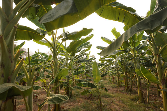 <p>Plantación de banano, una de las más atacadas por el hongo <em>Fusarium</em>. / UCO</p>
