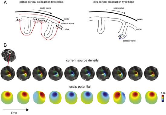 <p>Las simulaciones verifican la hipótesis de que en la propagación de la señal eléctrica intervienen axones neuronales intracorticales y no corticocorticales. / UPF</p>