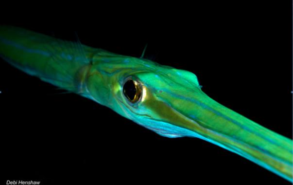 <p>El pez corneta Fistularia commersonii, introducido en el Mediterráneo a través del Canal de Suez, es una de las especies más invasoras del mar Mediterráneo y de Europa. / <a href="/www.digitaldiving.co.uk" target="_blank">Debi Henshaw </a></p>