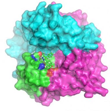 <p>Representación predictiva de la unión de la chaperona farmacológica sobre la proteína ATR. /| UAM</p>