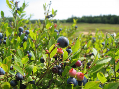 <p>Procedente de los arándanos, este alimento también tiene un fuerte poder antioxidante y antiinflamatorio. / UV</p>