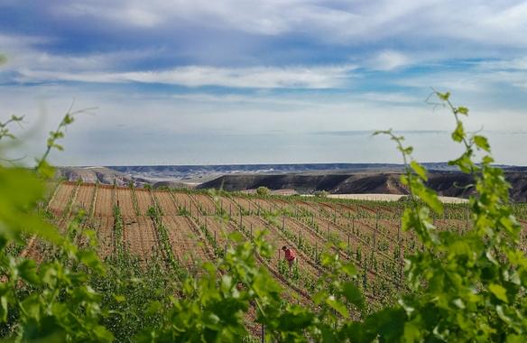 <p>Lograr definir los mejores momentos de riego, con las cantidades adecuadas, se traducirá en ahorro de agua, menos costes de producción, y un aumento de la calidad de los vinos. Imagen: CITA.</p>