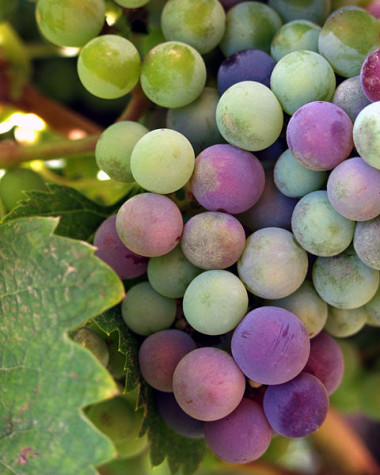 
<!-- START: including template: extension/sinc/design/ezwebin/templates/content/datatype/view/ezxmltags/paragraph.tpl (design:content/datatype/view/ezxmltags/paragraph.tpl) -->
<p>Racimo de uvas.</p>
<!-- STOP: including template: extension/sinc/design/ezwebin/templates/content/datatype/view/ezxmltags/paragraph.tpl (design:content/datatype/view/ezxmltags/paragraph.tpl) -->
