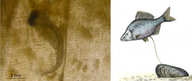 <p>Izquierda, embrión de <em>Rhodeus amarus</em> en la branquia de un ejemplar de <em>M. auricularia </em>/ J.Soler | Derecha, dibujo que ilustra cómo el pez parasita a las náyades / Hana Motyčková.<em> </em></p>