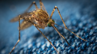 <p>Las picaduras de mosquito pueden transmitir enfermedades como dengue, fiebre amarilla y malaria / <a href="https://pixabay.com/es/" target="_blank">Pixabay</a></p>