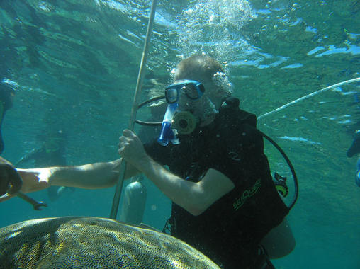 <p><a href="http://plataformasinc.es/index.php/esl/imagenes/inicio/(imagen)/54805" target="_self">Un investigador toma muestras de un coral</a>. Foto: M. Pfeiffer.</p>