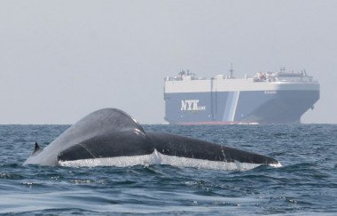 <p>Una ballena azul sobresale del agua cerca de un buque en la costa de California en EE UU. El nuevo sistema de predicción ayudará a identificar las zonas de alimentación para ayudar a los buques a evitarlas. / John Calambokidis, Cascadia Research Collective</p>