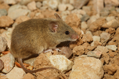 <p/>Los científicos de la UCO tomaron muestras de hígado y riñón de ejemplares de ratón moruno capturados en el centro del Parque Nacional de Doñana. / Flickr” /><span style=