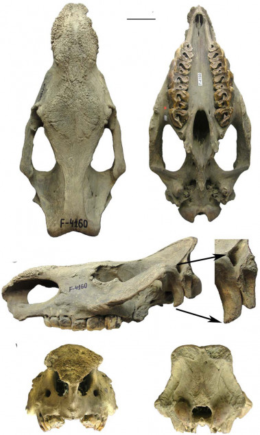 <p>El fósil del cráneo de <em>Stephanorhinus kirchbergensis</em> desde distintas perspectivas / MNCN</p>