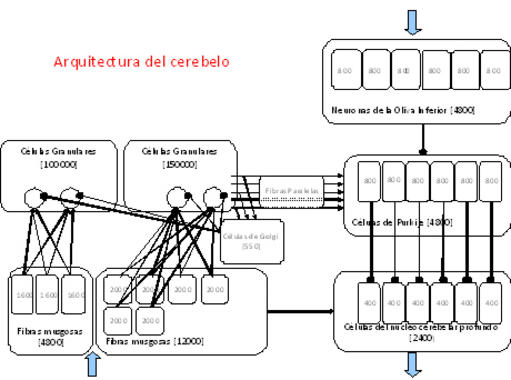 <p>Arquitectura del cerebelo. Gráfico: Eduardo Ros.</p>