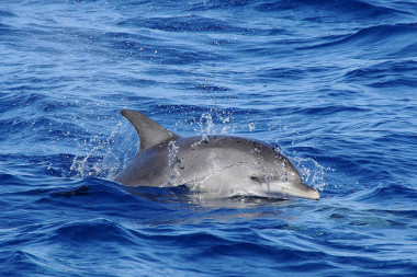 <p>Los delfines son capaces de realizar una amplia gama de sonidos: silbidos de frecuencia modulada, ráfagas de impulsos sonidos y clics –utilizados para la ecolocalización–. / <a href="http://www.flickr.com/photos/joachim_s_mueller/7975661687/sizes/z/in/photolist-d9Mmmp-NXB3n-fQgeWp-NX3Qm-fQghXv-8QwYD9-4o6jFm-4o2fX8-4o6jyL-4o2fPH-3fZ3D2-4GoTpC-3MMz32-M" target="_blank">Joachim S. Müller</a>.</p>