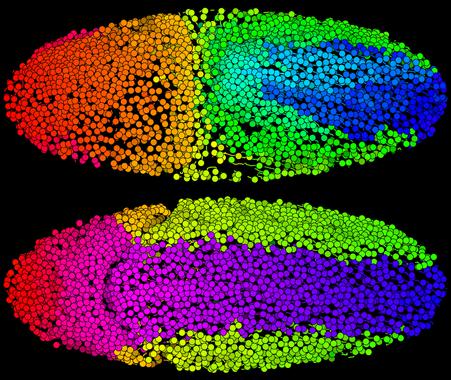 <p>Cada círculo de color en la imagen muestra una de las células del embrión de mosca de la fruta, y la cola indica que el movimiento de las células durante un corto intervalo de tiempo en la embriogénesis temprana (alrededor de tres horas después de la fertilización). / K. Branson, F. Amat, B. Lemon y P. Keller/ HHMI</p>