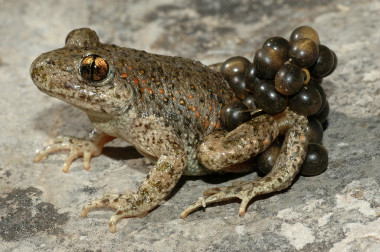 <p>Los cantos del sapo partero y otros anfibios han servido para poner a prueba el clasificador de sonidos. / Jaime Bosch (MNCN-CSIC) </p>