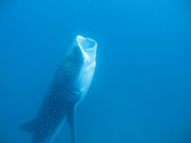 <p>Los tiburones ballena comen plancton, huevos de peces, krill, larvas de cangrejo, así como pequeños peces y calamares. Accidentalmente pueden tragar plásticos que no pueden digerir. / Kevan Mantell</p>
