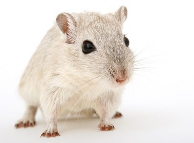 <p class=" text-left">Tras el experimento, los ratones presentaron disfunciones emocionales, además de un aumento en la conducta de ansiedad. / <a href="https://pixabay.com/es/animales-atractivo-hermosa-brown-1238239/" target="_blank">Pixabay</a></p>