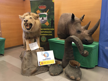 <p>Ejemplares incautados en la operación Taxideralia / Sinc</p>