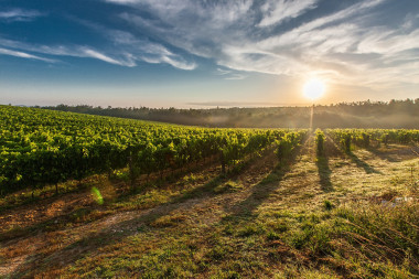 <p>Un subproducto obtenido de la madera de poda de la viña puede reemplazar al dióxido de azufre en la elaboración y conservación del vino. / Pixabay</p>