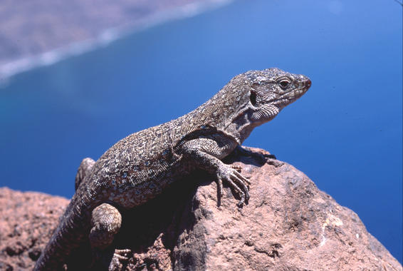 <p>El lagarto gigante de Tenerife (<em>Gallotia intermedia</em>). <a href="http://www.agenciasinc.es/esl/imagenes/inicio/(imagen)/80089" target="_self">Imagen:</a> Aurelio Martín.</p>
