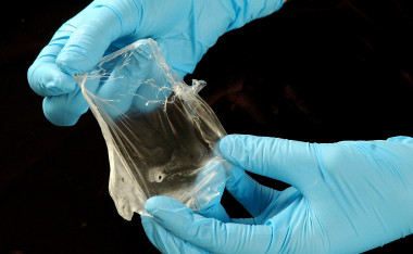 <p/>Bioplástico PHA purificado obtenido de la bacteria <em>P. putida</em> KT2440. <a href=