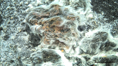 <p>La nueva bacteria descubierta en la isla de El Hierro. / Miquel Canals, Universidad de Barcelona</p>