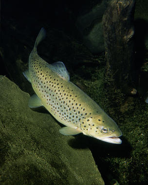 <p>Trucha común (<em>Salmo trutta</em>). Imagen: Eric Engbretson/U. S. Fish and Wildlife Service</p>