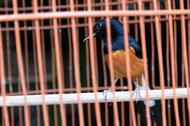<p>Gorriones de Java a la venta en un mercado de aves en Purwokerto, Java, Indonesia. / Gabby Salazar</p>