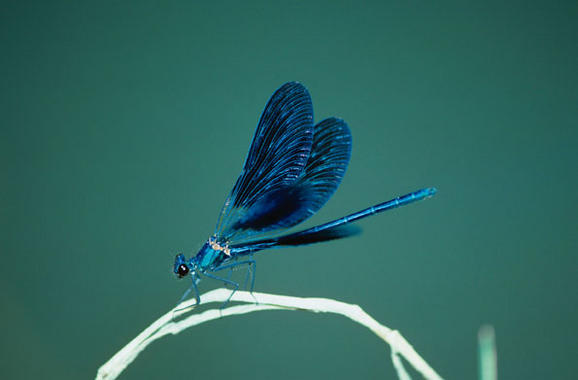 <p><a href="http://plataformasinc.es/index.php/esl/imagenes/inicio/(imagen)/33420" target="_self">Libélula <em>Calopteryx splendens</em></a> en la cuenca mediterránea. Foto: Jean Pierre Boudot.</p>
