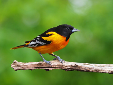 Los investigadores analizaron 529 especies y utilizaron datos de programas de monitorización recogidos a largo plazo en Estados Unidos y Canadá. / Gary Mueller