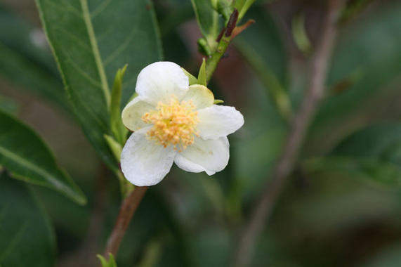 <p><a href="http://www.plataformasinc.es/index.php/esl/imagenes/inicio/(imagen)/50570" target="_self">La planta de té (<em>Camellia sinensis</em>)</a> es la especie cuyas hojas y brotes se utilizan para elaborar esta bebida. Foto: Arthur Chaoman.</p>