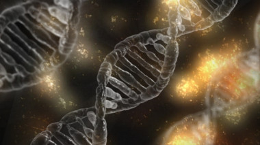 <p>La desaparición de bases en el ADN puede ser espontánea o producida por proteínas reparadoras. / UCO</p>